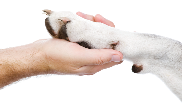 A Neo-K9 tabletta tudományos hátterére